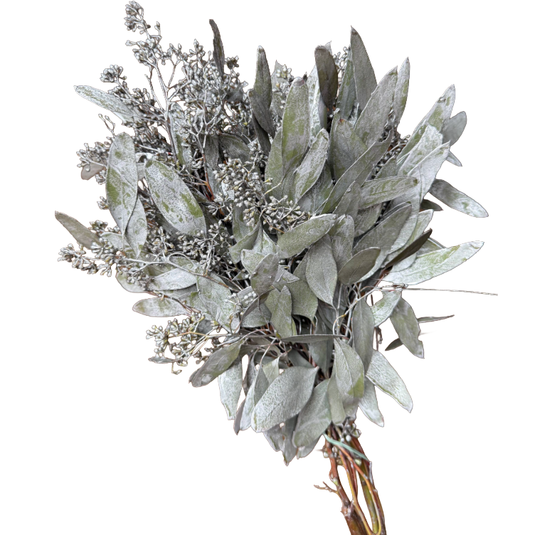 Eucalyptus Seeded Silver tutul - GR EUC SEED SIL