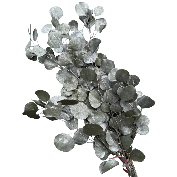 Eucalyptus Silver Dollar Silve