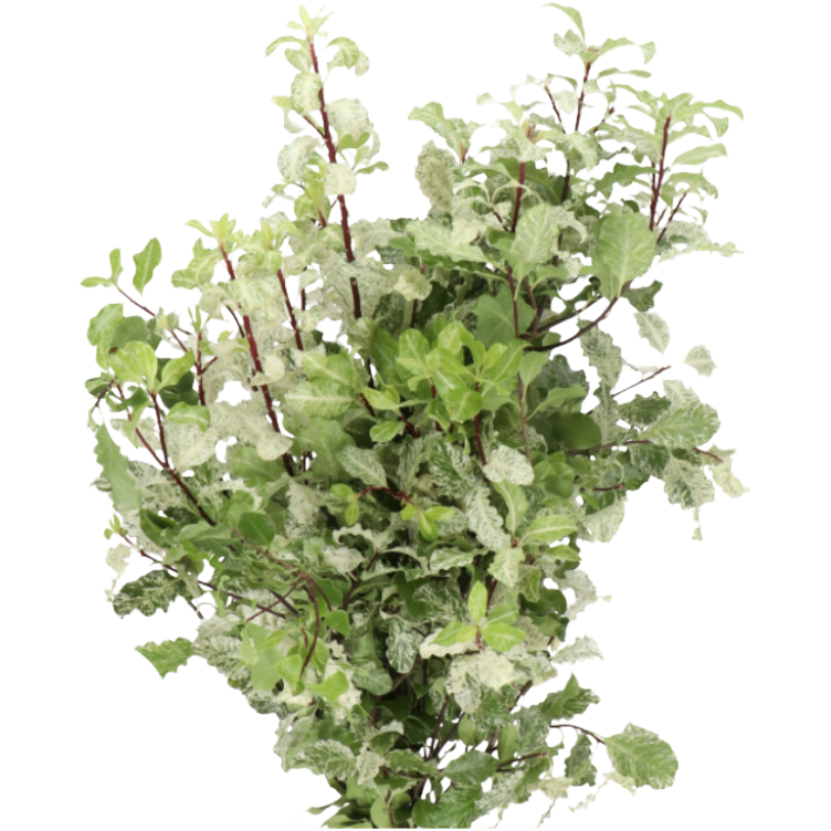 Pitt Nevato holl - EG PIT NEV