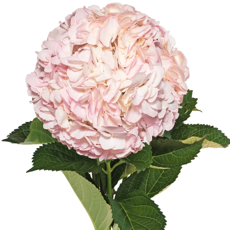 Hydrangea Blushing Beauty bell