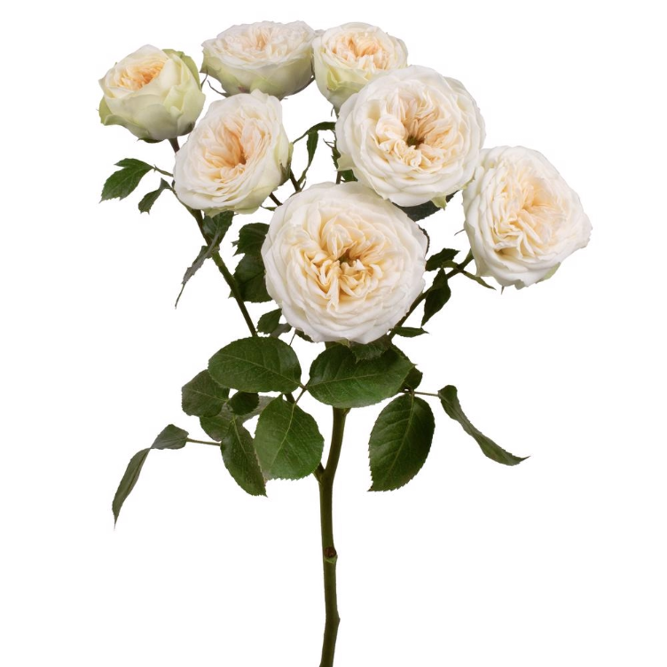 Rosespray Wink Allure Esmerald