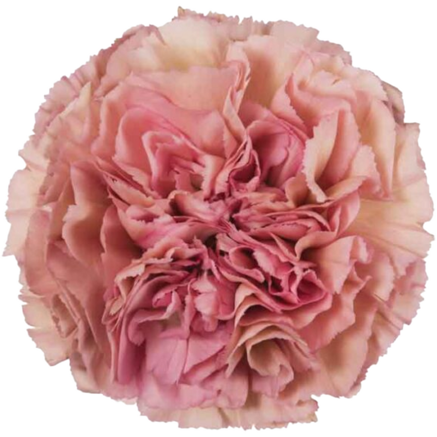 Carn Fancy Vintage Pink sole