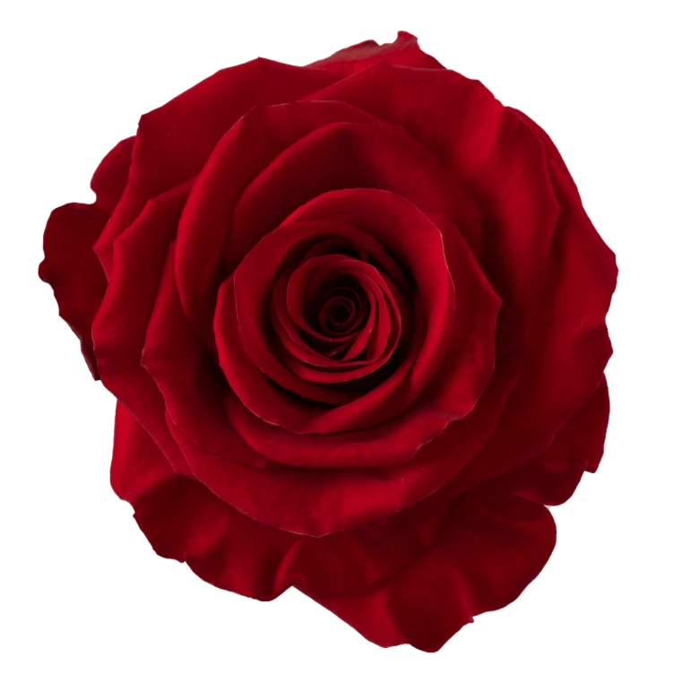 Rose Redvolution 50cm rprima -