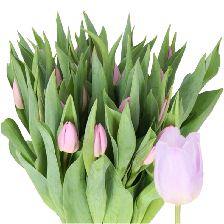 Tulip Candy Prince holl