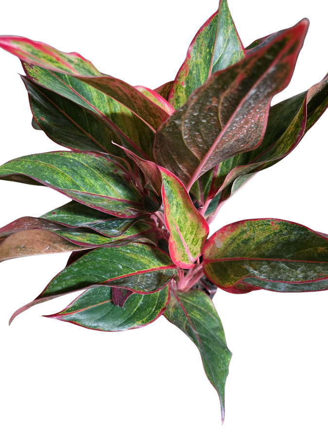 6' Aglaonema Siam