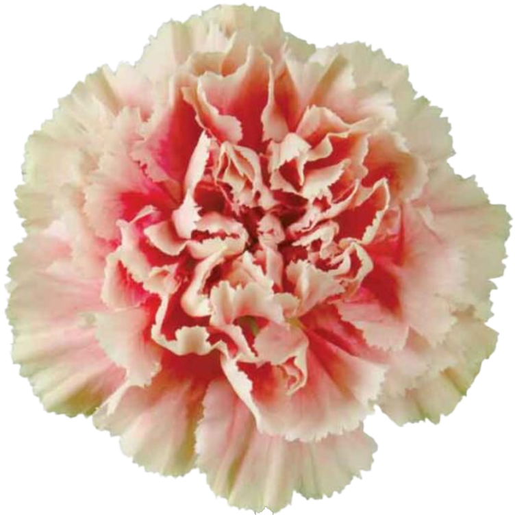 Carnation Select Marletto Salmon, Sole