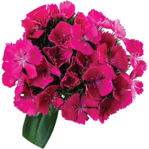 Dianthus Amazon Hot Pink sole