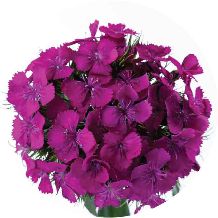Dianthus Amazon Purple Sole