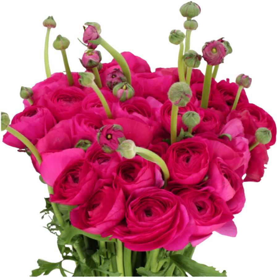 Ranunculus Cloni Ciclamino hol