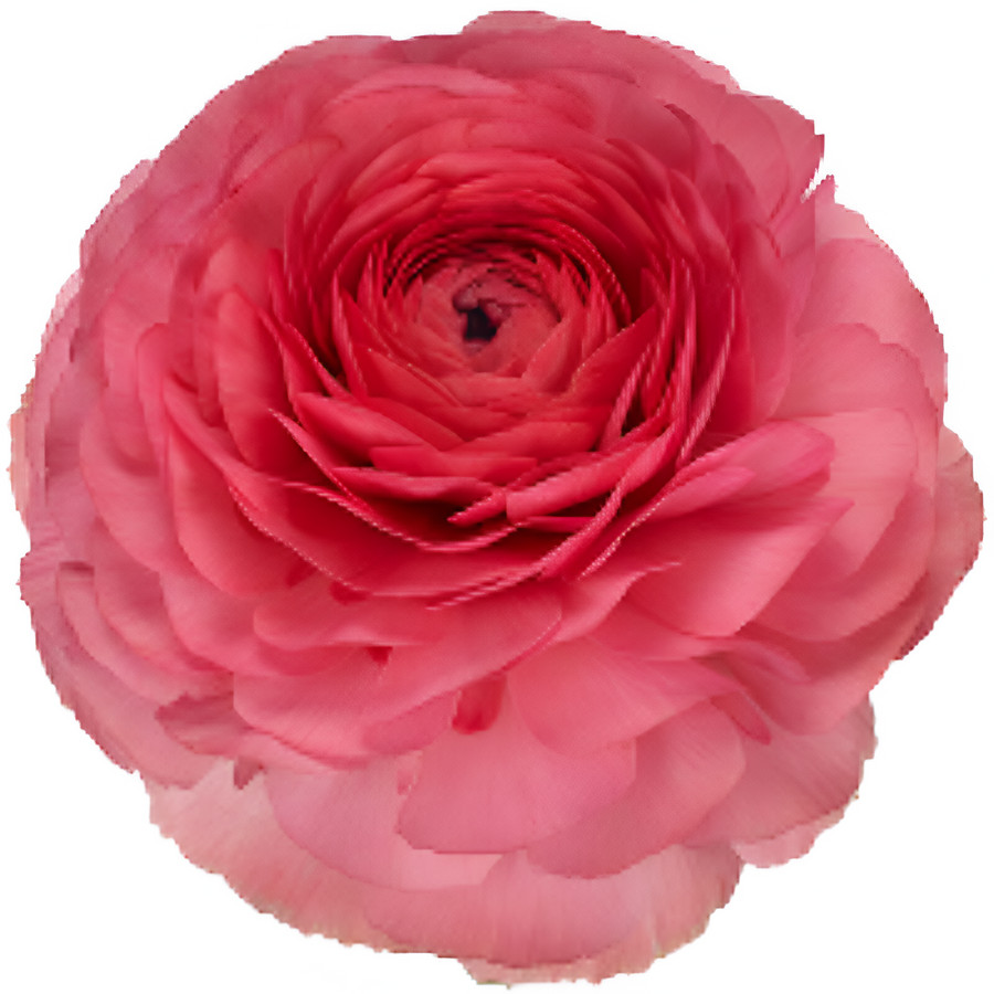 Ranunculus Pink xtra Arlotti