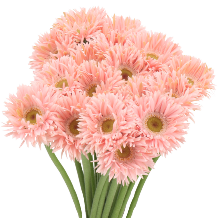 Germini Spider Honey holl(20st