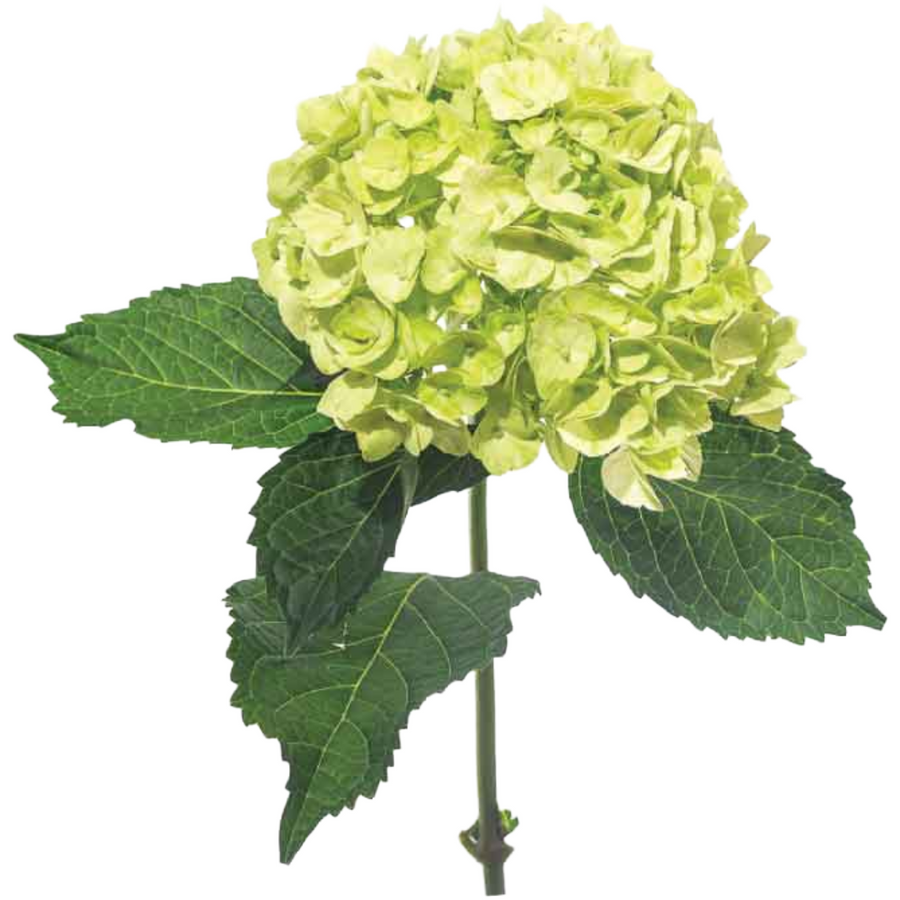 Hydrangea Baby Green sole(STEM