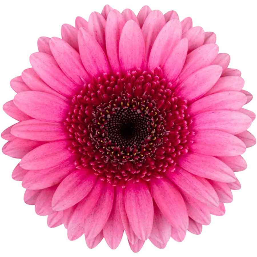 Germini Priscilla canada