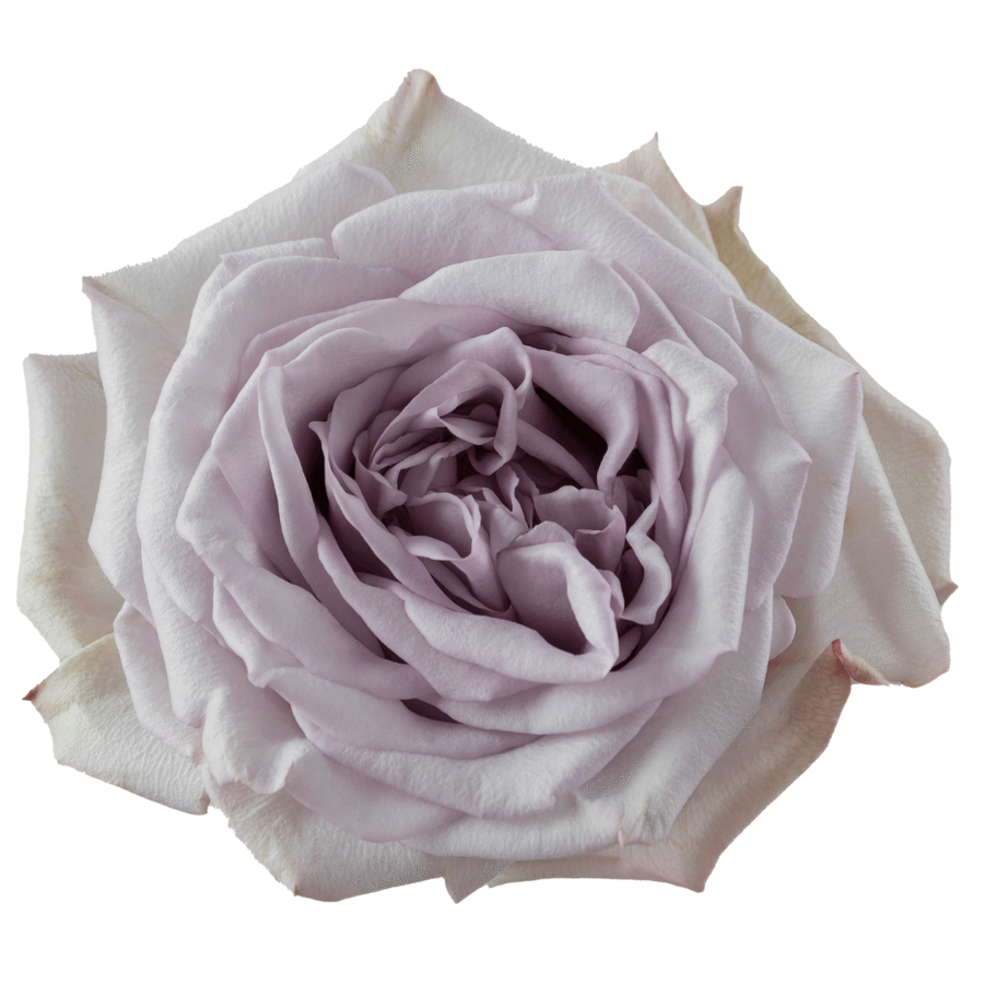 Rose Arya 50cm RPRIMA