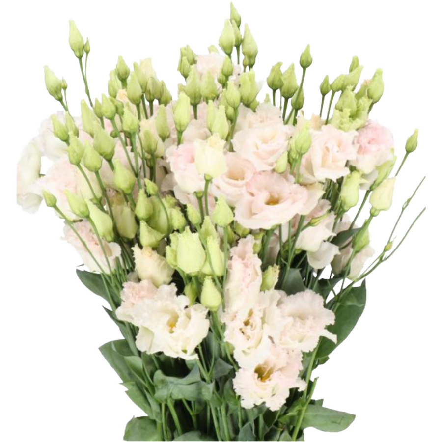 Lisianthus Chaconne Wedding Pi