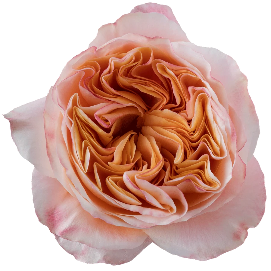 Rose Juicy X-Pression 50cm Rpr