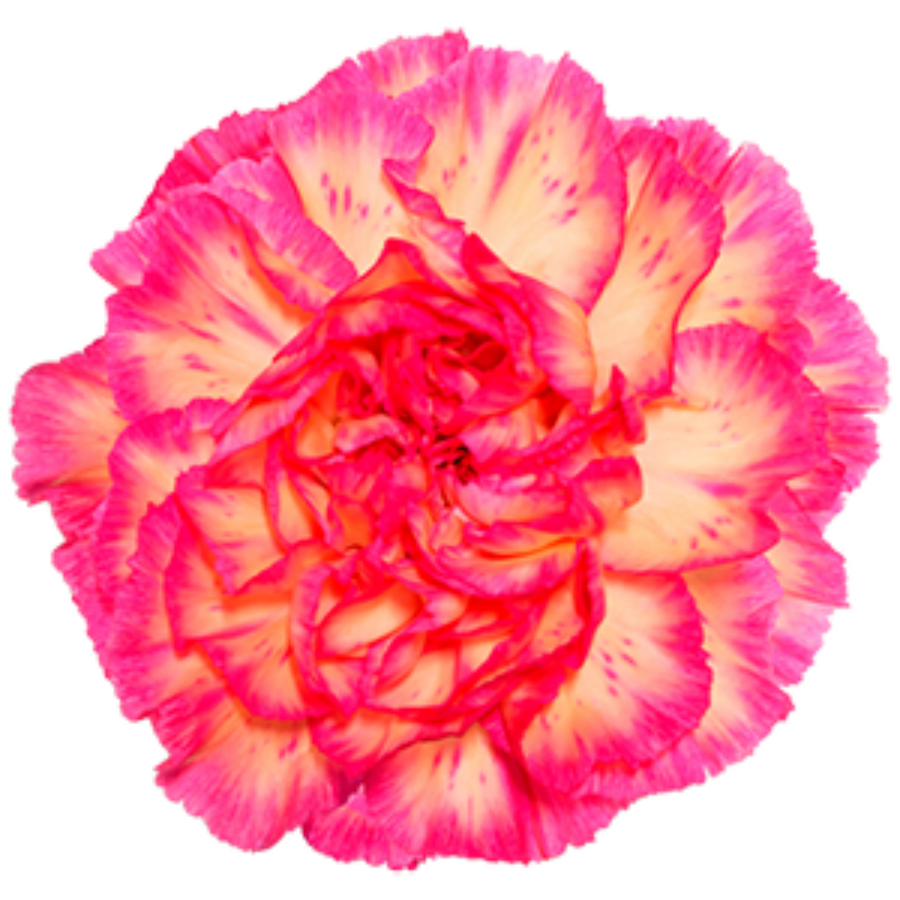 Carnation Sel Spritz Sport hol