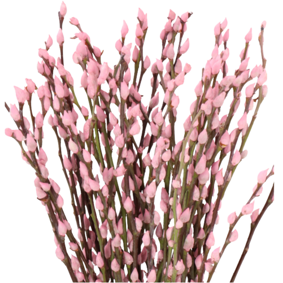 Pwillow Lt Pink holl