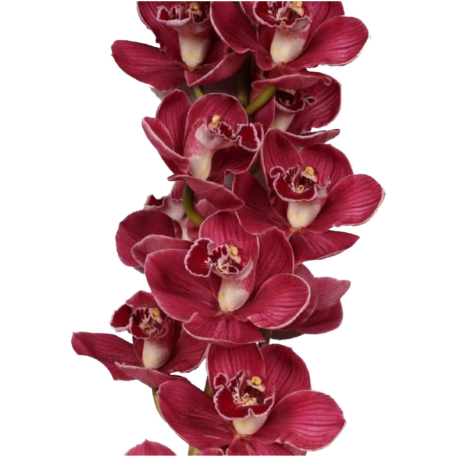 Cymbidum Blazing Fury Hades ho