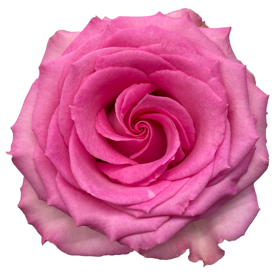 Rose Sweet Unique 40 florecal