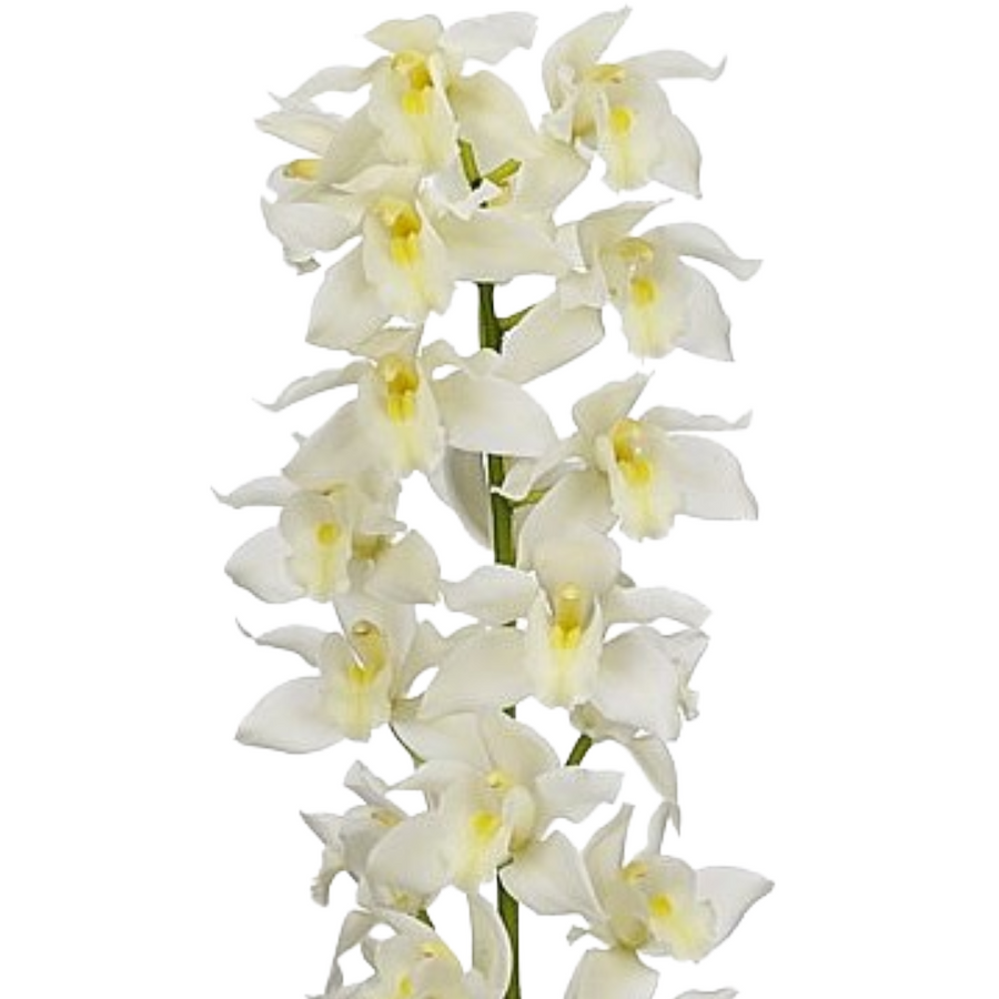 Cymbidium Mini Klazina De Wit