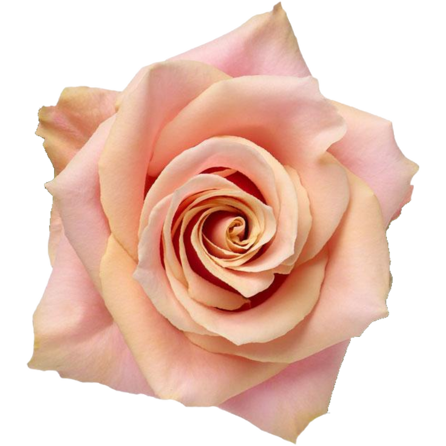 Rose Pink Amaretto 50cm RioPVC