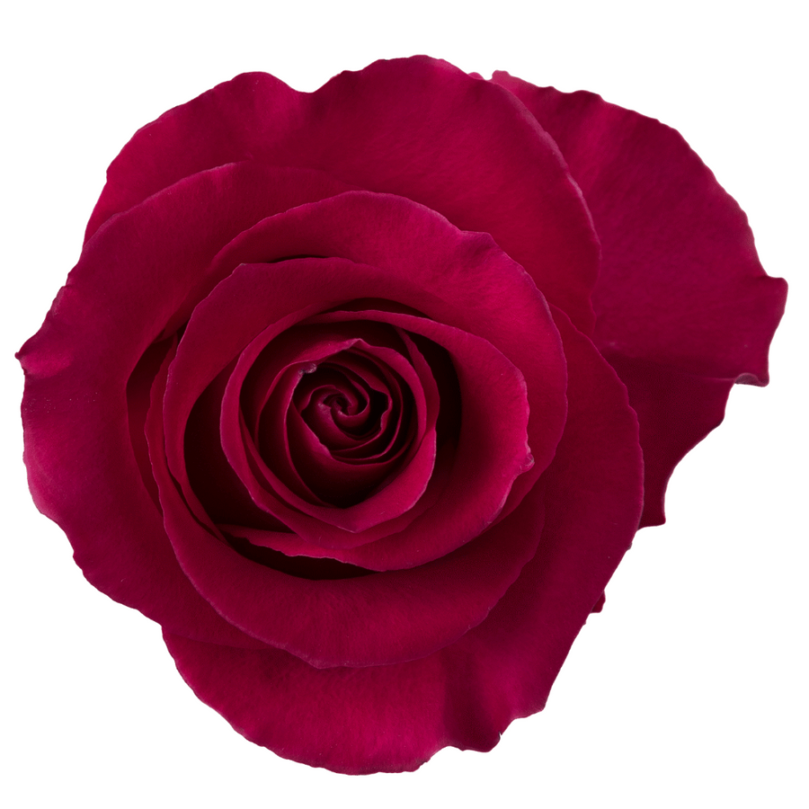 Rose Gotcha 50cm Rprima