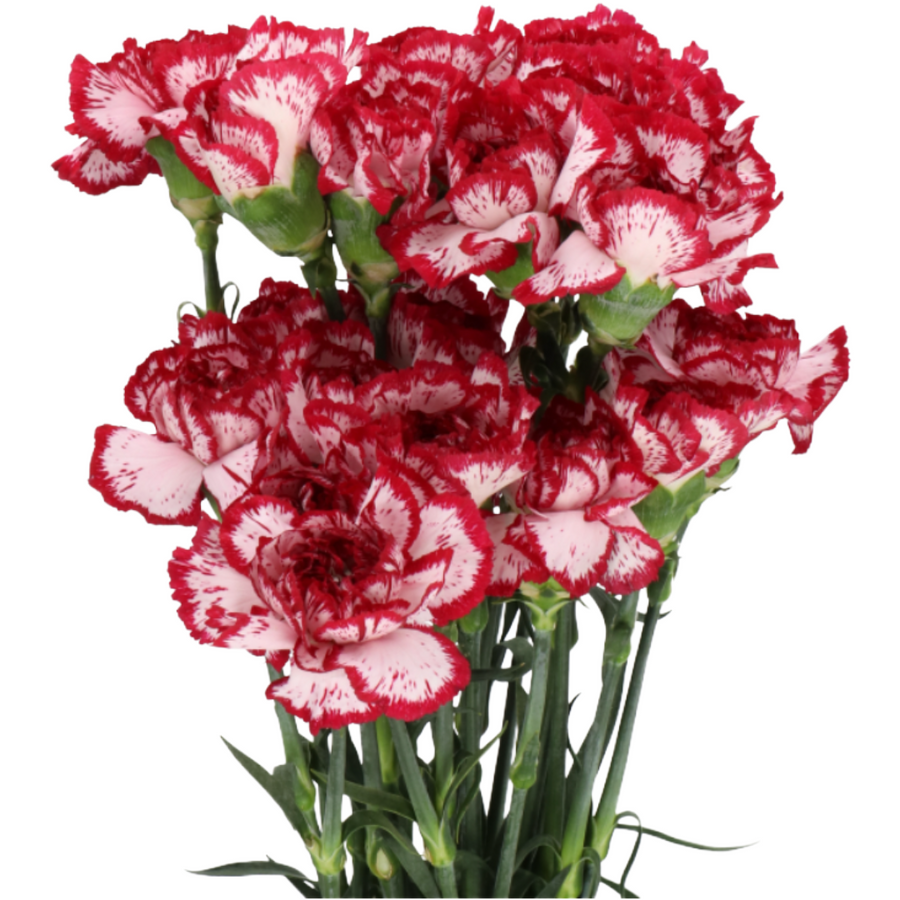 Carnation Sel Bacarat holex