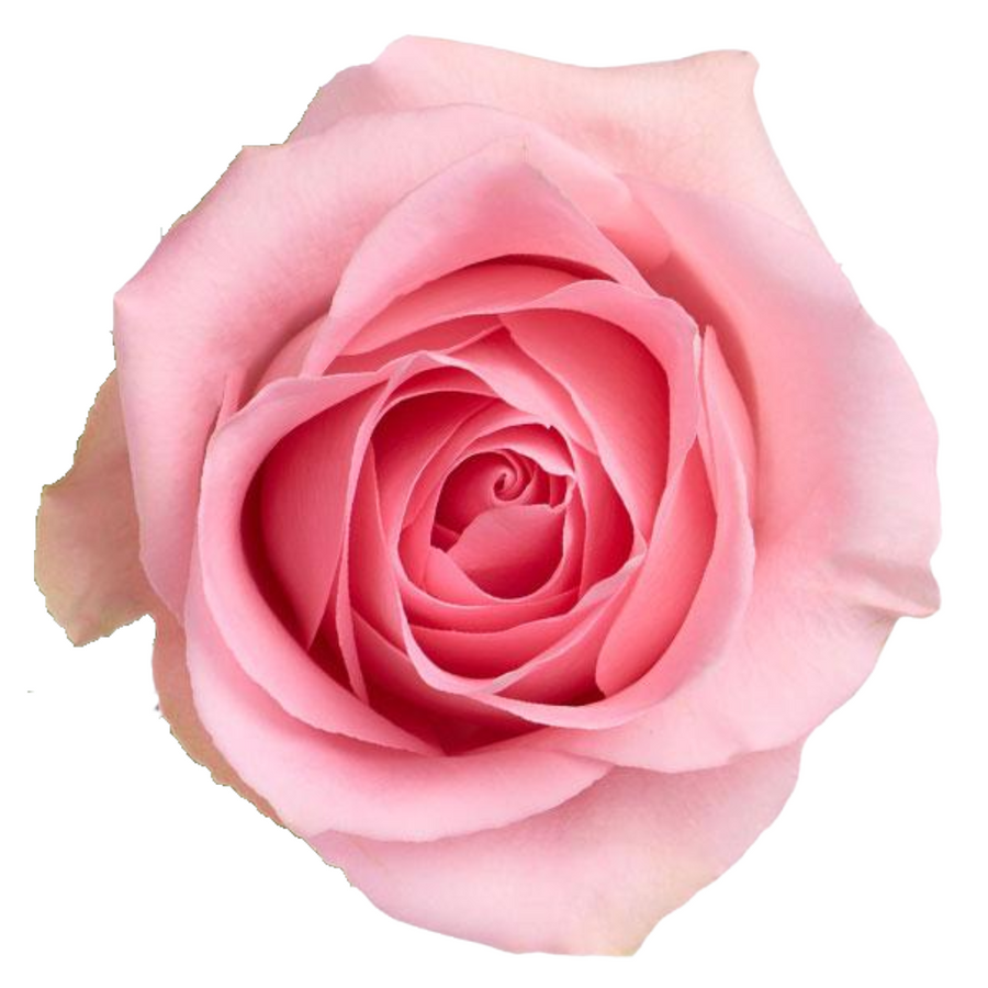 Rose Luciano 70cm pvc rio