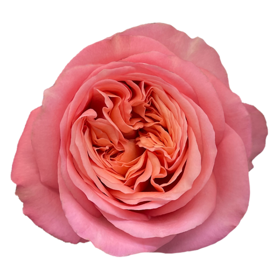 Rose Pink X-pression 50cm Sunr