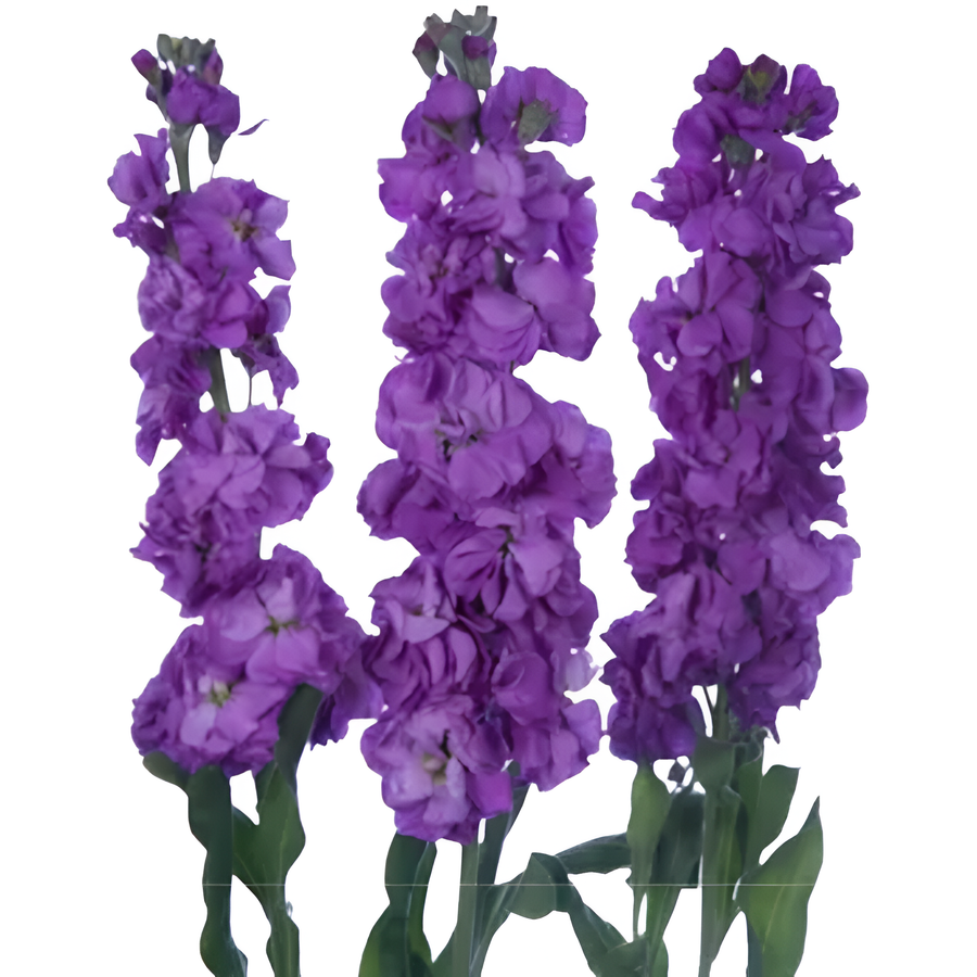 Stock Purple trilogy