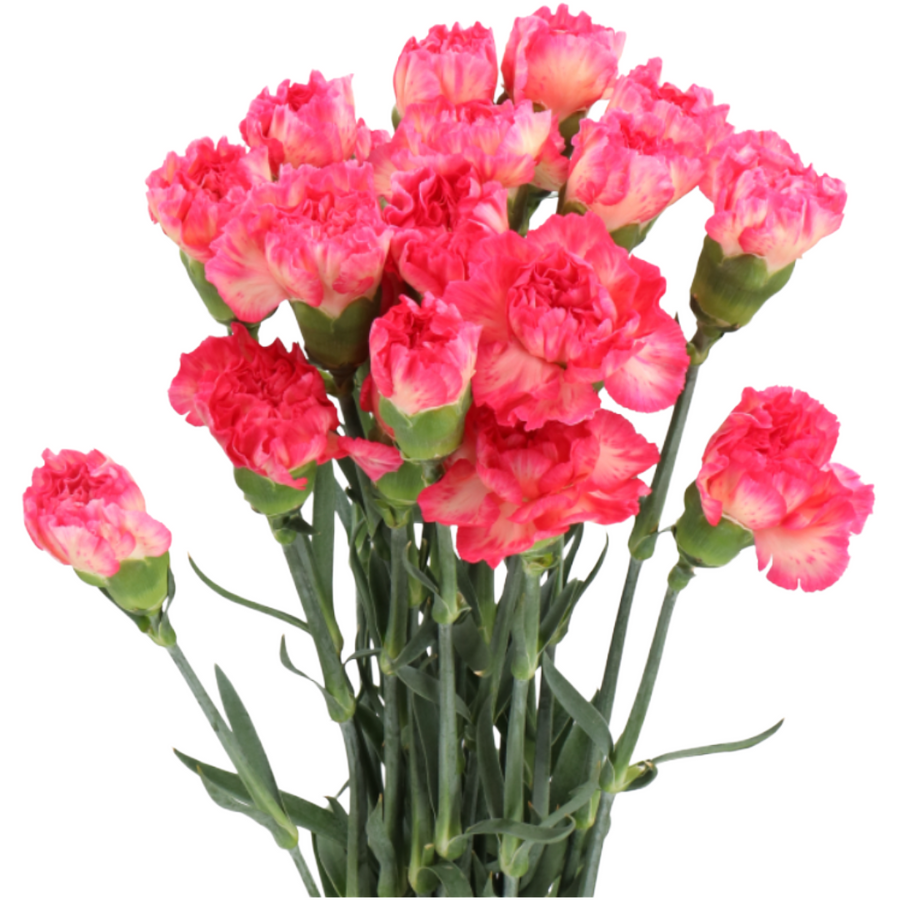 Carn Sel Spritz holex