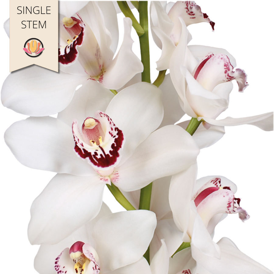Cymbidium Mrs Esmee 6+50cm hol