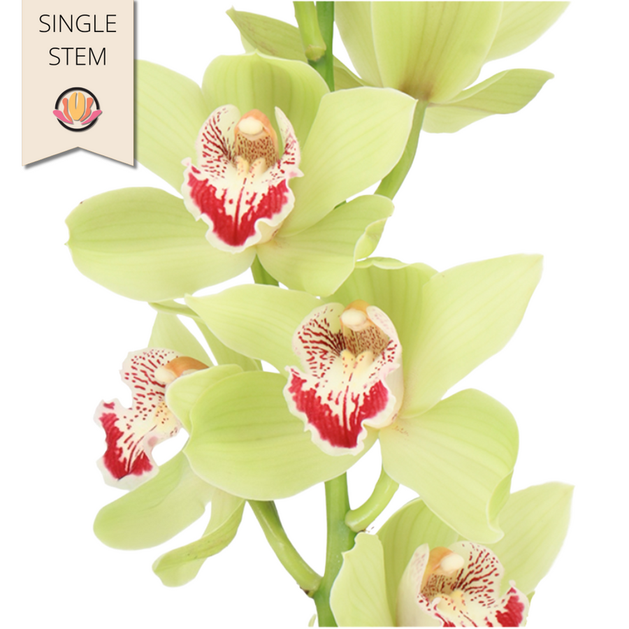 Cymbidium Emmagreen 8+60 holl
