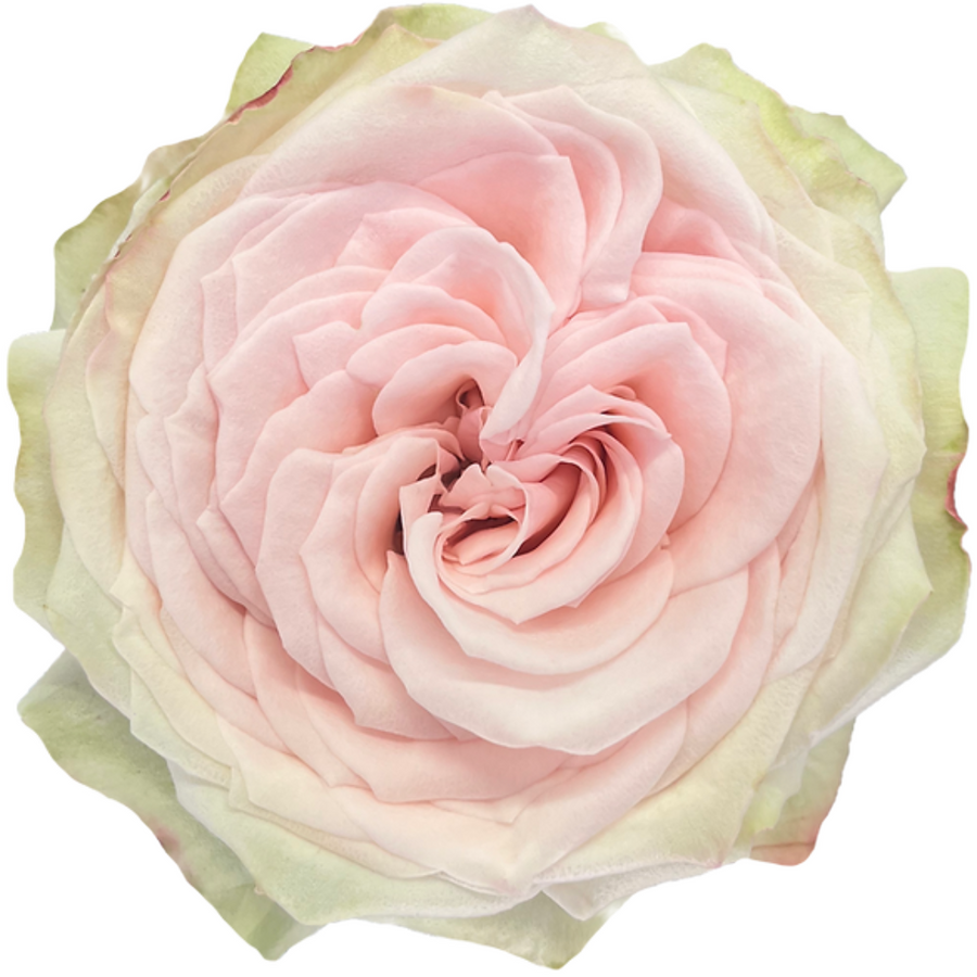 Rose Grdn Mademoiselle (12st)