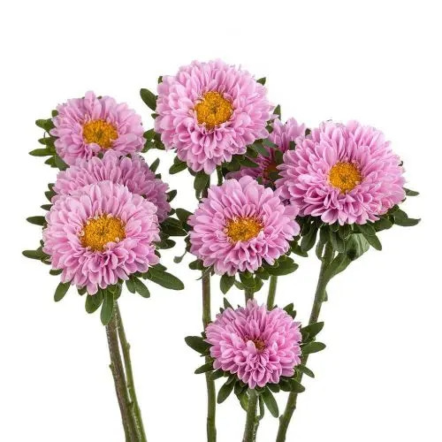 Aster Matsu Pink continental
