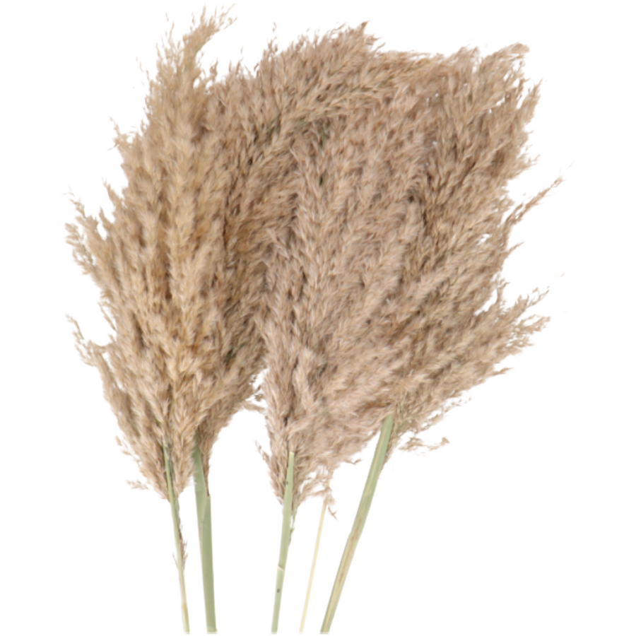 Dried Cortaderia Natural 100cm