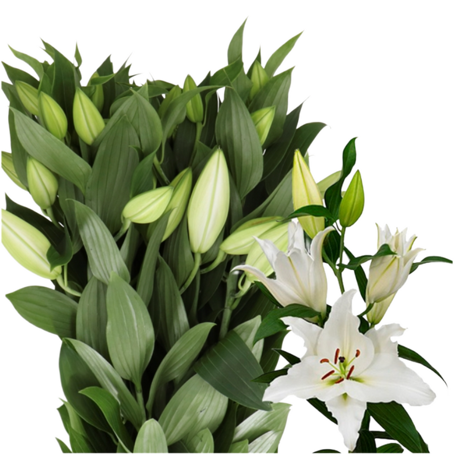 Lily Premium Blonde 3+ RF