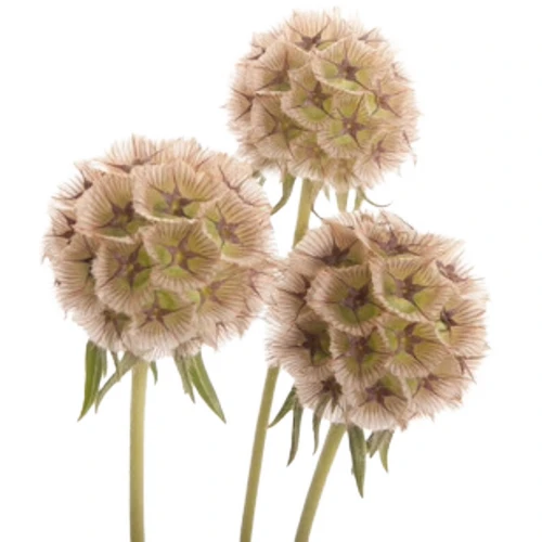 Scabiosa Pods, Esmerelda