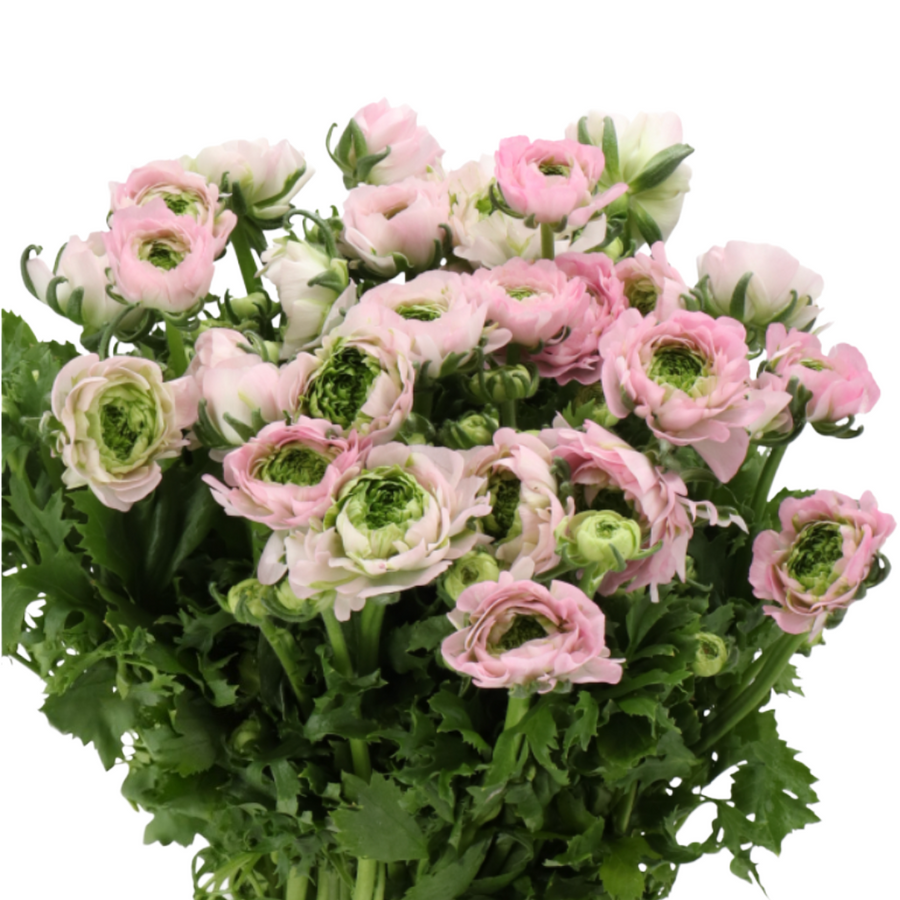 Ranunculus Cloni Green Pink ho