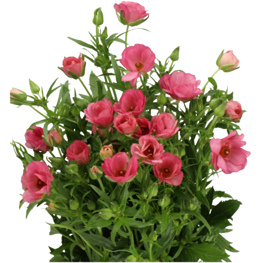 Ranunculus Butterfly Lycia Gro