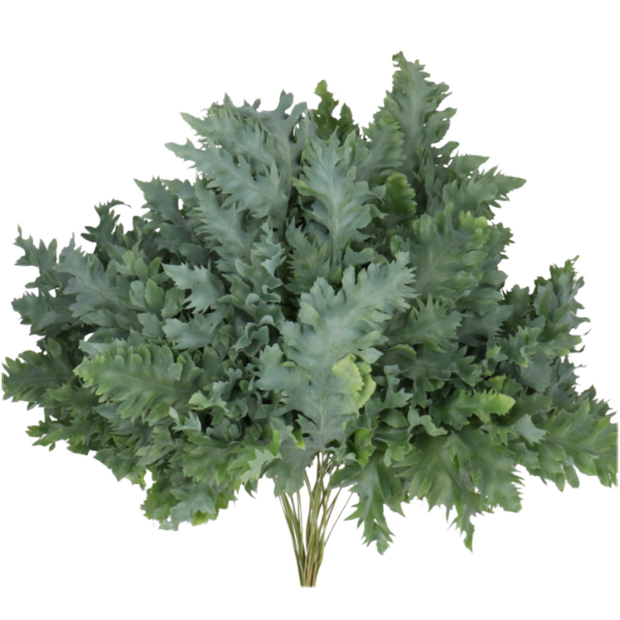 Phlebodium Davana holl