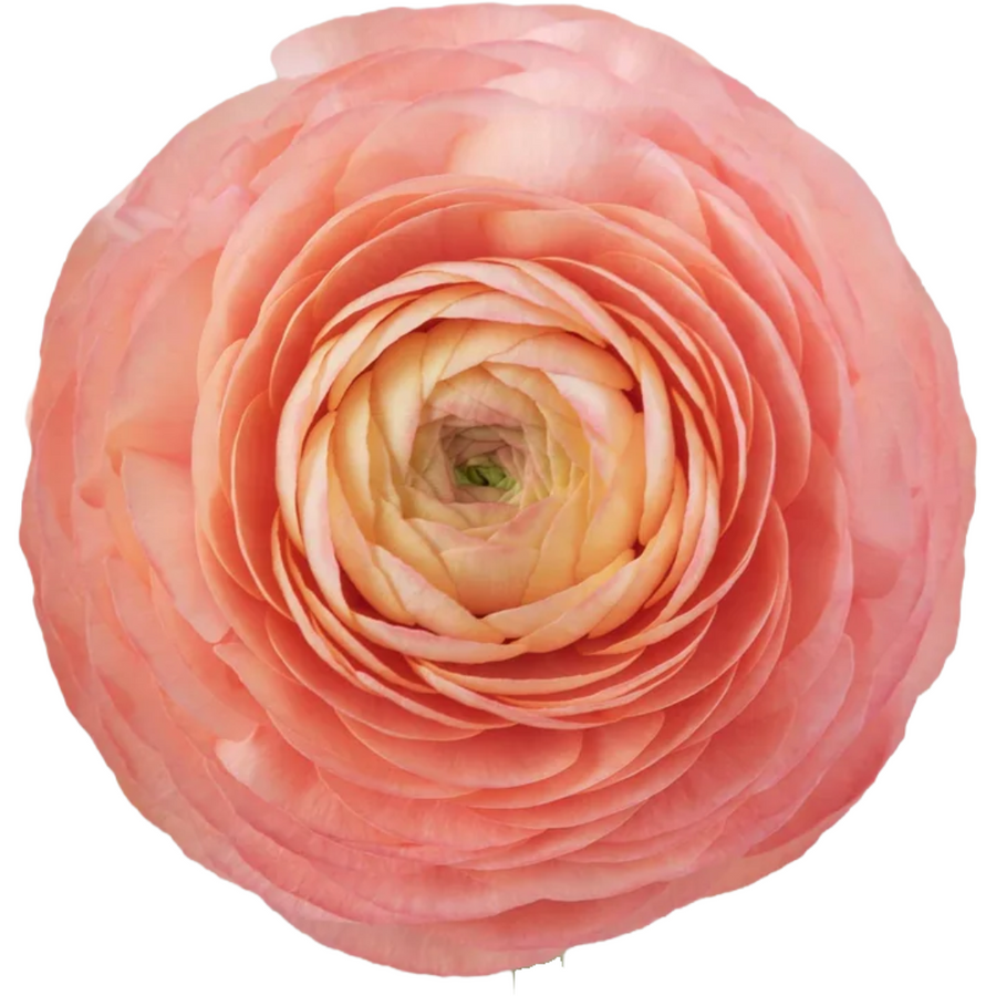 Ranunculus Salmon Select, Rosaprima