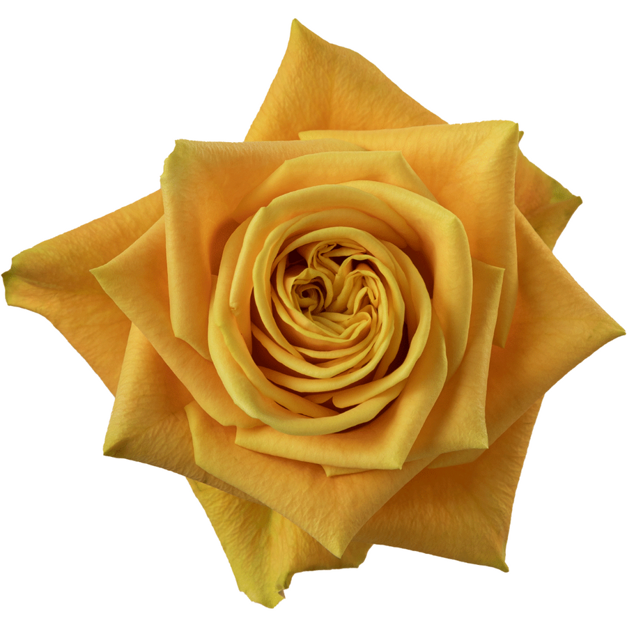 Rose Midas Touch 50cm rprima