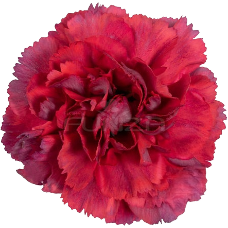 Carnation Select Tatis, Sole