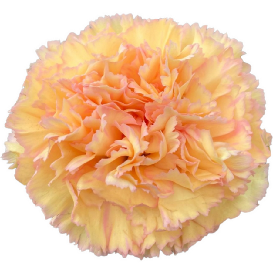 Carn FCY Ukelele SOLE