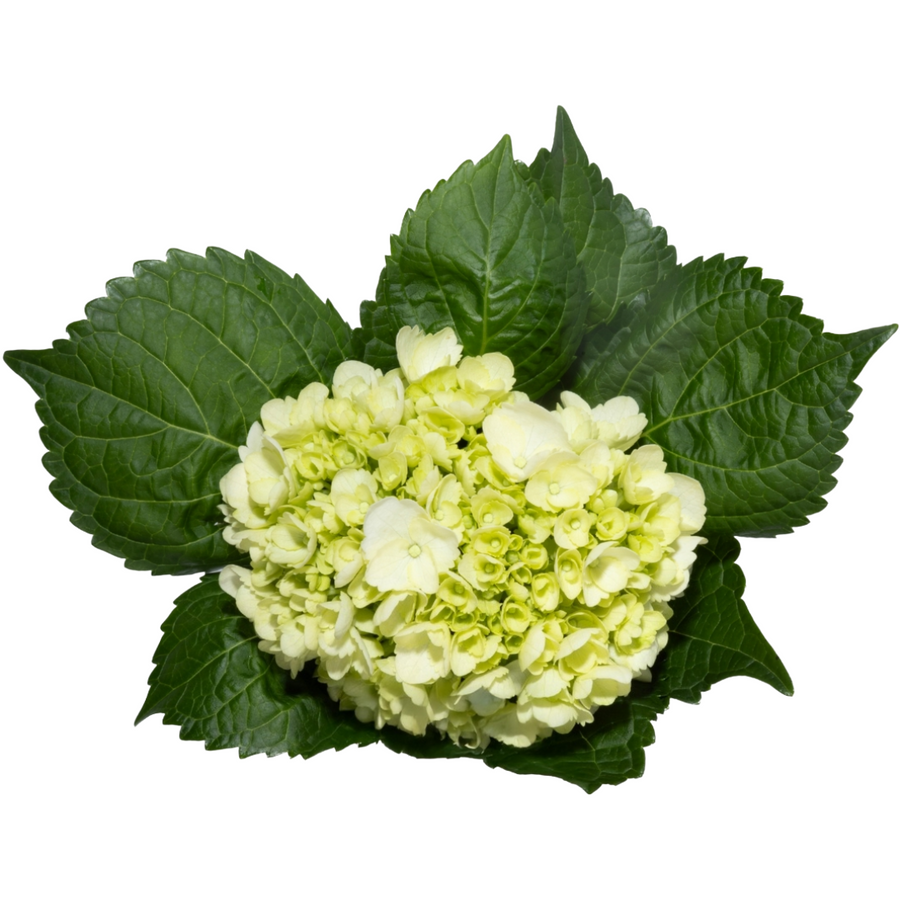 Hydrangea Mini Mojtio Green te