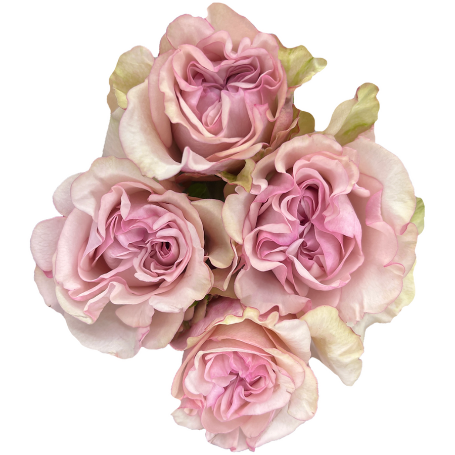 RoseSpray BabyFlow 40cm florec