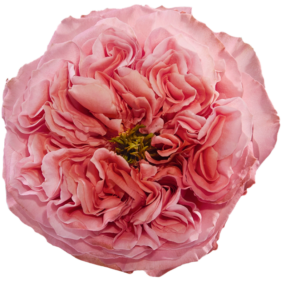 Rose Mandarin Xpression 50cm t