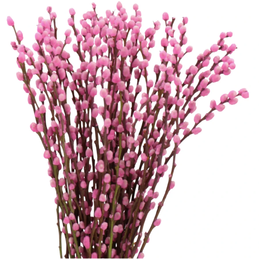 Pwillow Caprea Licht Roze 90cm
